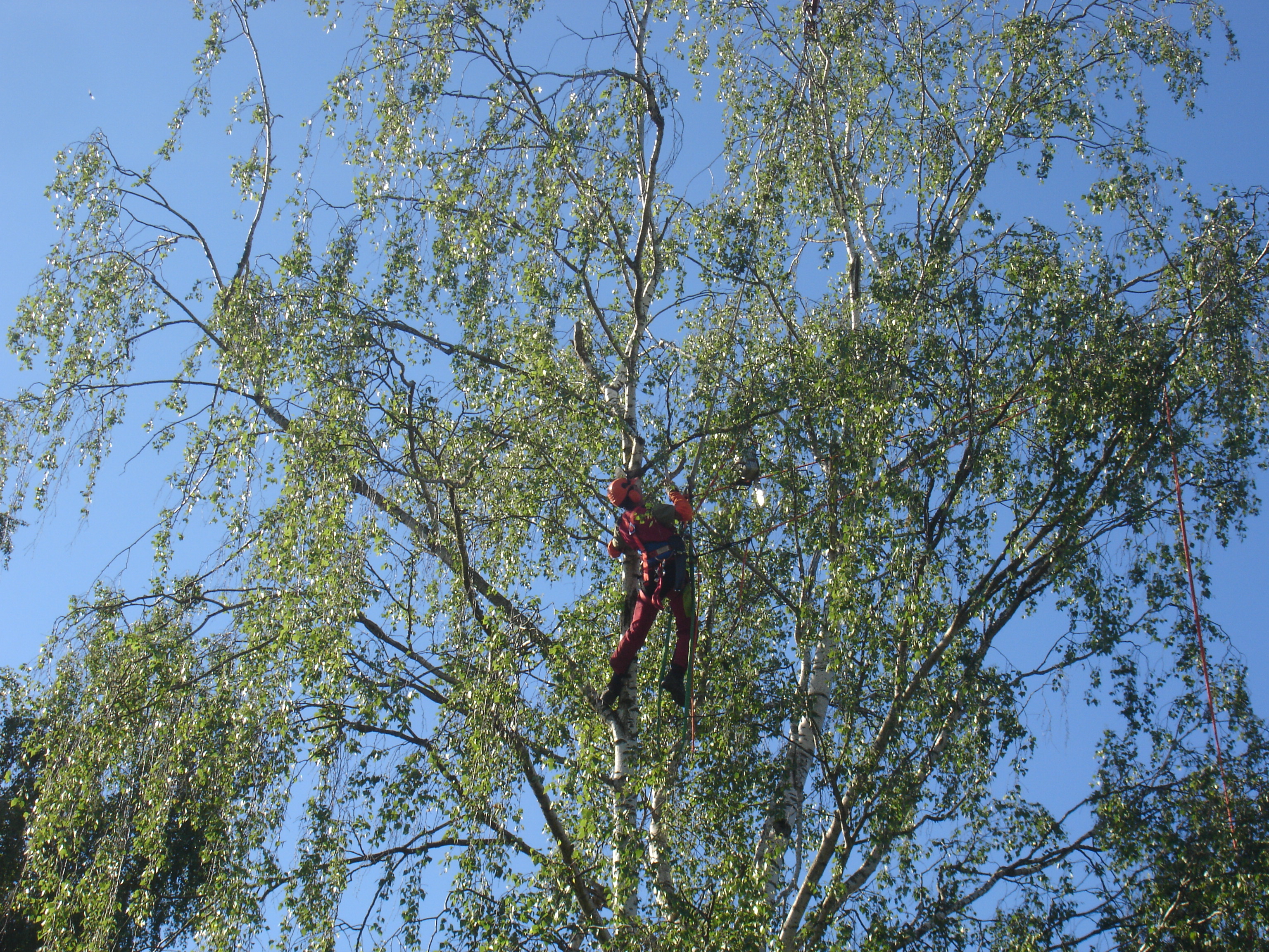 KranfÃ¤llung (2).JPG